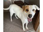 Adopt Pixie a White - with Tan, Yellow or Fawn Labrador Retriever / English
