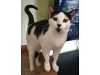 Adopt Dot a Black & White or Tuxedo Domestic Shorthair (short coat) cat in