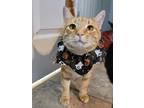 Adopt Puff a Orange or Red Domestic Shorthair / Domestic Shorthair / Mixed cat