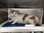 Adopt Rocky a White (Mostly) Domestic Shorthair (short coat) cat in