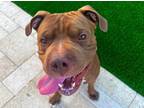 Adopt Jerome a Brown/Chocolate - with White Shar Pei / American Staffordshire