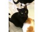 Adopt UNO! a All Black Domestic Shorthair (short coat) cat in Owenboro