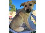 Adopt Izzy a Tan/Yellow/Fawn - with Black German Shepherd Dog / Terrier (Unknown