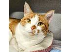 Adopt Ginger a Orange or Red Domestic Shorthair / Mixed cat in SHERIDAN