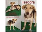 Adopt Isadora a Brown/Chocolate Mixed Breed (Medium) / Mixed dog in Boaz