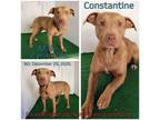 Adopt Constantine a Brown/Chocolate Mixed Breed (Medium) / Mixed dog in Boaz