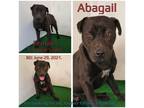 Adopt Abagail a Black Mixed Breed (Medium) / Mixed dog in Boaz, AL (37410793)