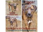 Adopt Tigger a Brindle Mixed Breed (Medium) / Mixed dog in Boaz, AL (37410801)