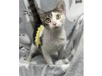 Adopt Dolly a White Domestic Shorthair / Domestic Shorthair / Mixed cat in