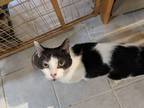 Adopt Hale a Domestic Shorthair cat in Wake Forest, NC (37213978)