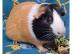 Adopt Boden a Calico Guinea Pig (short coat) small animal in Highland