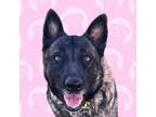 Adopt Bonnie Tyler a Brindle Sheltie, Shetland Sheepdog / Norwegian Elkhound /