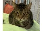 Adopt Turbo a Brown Tabby Domestic Shorthair (short coat) cat in Pottsville