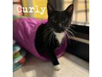 Adopt Curly a Black & White or Tuxedo Domestic Shorthair (short coat) cat in