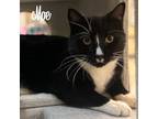 Adopt Moe a Black & White or Tuxedo Domestic Shorthair (short coat) cat in