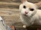 Adopt Minion a Cream or Ivory Siamese (short coat) cat in Mount Airy