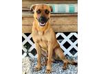 Adopt Brownie a Brown/Chocolate Black Mouth Cur / Mountain Cur / Mixed dog in