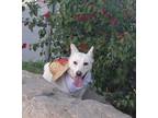 Adopt Nieves a White Carolina Dog / Mixed dog in Chula Vista, CA (37423594)