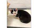 Adopt Veronica a Black & White or Tuxedo Domestic Shorthair (short coat) cat in