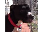 Adopt Lickey Mickey a Black American Staffordshire Terrier / Mixed dog in