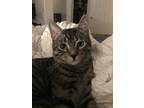 Adopt Craig a Gray, Blue or Silver Tabby Domestic Shorthair cat in Steinbach