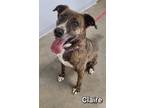 Adopt Claire a Brindle Mixed Breed (Medium) / Mixed dog in Marshall