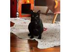 Adopt Sabine a All Black Bombay / Domestic Shorthair / Mixed cat in New Orleans