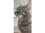 Adopt Aris a Brown Tabby Domestic Shorthair (short coat) cat in Gaithersburg