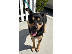 Adopt KANE a Black Rottweiler / Mixed dog in Huntington Beach, CA (37651854)