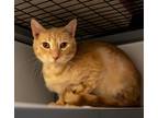 Adopt Sunny a Orange or Red Domestic Shorthair (short coat) cat in Houston