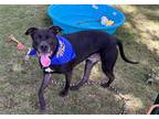 Adopt Oscar a Black American Pit Bull Terrier / Labrador Retriever / Mixed dog