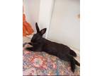 Adopt Carl a Black Havana / Mixed (short coat) rabbit in Melbourne
