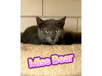 Adopt Miss Bear a Gray or Blue Domestic Shorthair / Domestic Shorthair / Mixed