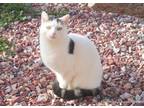Adopt Bianca a Domestic Shorthair / Mixed (short coat) cat in Hartville