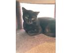 Adopt ZELDA SPELLMAN a Domestic Shorthair / Mixed (short coat) cat in Marianna