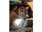 Adopt GEORGE a Domestic Shorthair / Mixed (short coat) cat in Marianna