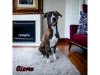 Adopt Gizmo a Brindle - with White Dalmatian / American Pit Bull Terrier / Mixed
