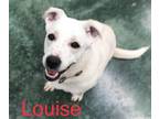Adopt Louise a Australian Cattle Dog / Labrador Retriever / Mixed dog in Big