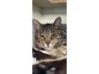 Adopt Calvin a Domestic Shorthair / Mixed (short coat) cat in Kendallville