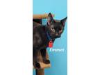 Adopt Easton a Domestic Shorthair / Mixed (short coat) cat in Kendallville