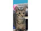 Adopt Edwin a Domestic Shorthair / Mixed (short coat) cat in Kendallville