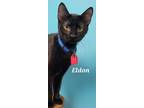 Adopt Eldon a Domestic Shorthair / Mixed (short coat) cat in Kendallville