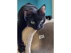 Adopt Eli a Domestic Shorthair / Mixed (short coat) cat in Kendallville