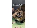 Adopt Pretty Girl a Domestic Shorthair / Mixed (short coat) cat in Kendallville
