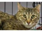 Adopt Tigress a Brown Tabby Domestic Shorthair (short coat) cat in Oradell