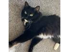 Adopt Tippers a Domestic Shorthair / Mixed (short coat) cat in Fort Lupton