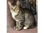 Adopt Lilly a Tiger, American Shorthair