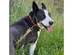 Adopt FRIDA now RITA a Border Collie, Mixed Breed