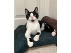 Adopt Lily Rose a Domestic Short Hair