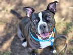 Adopt ROO a Pit Bull Terrier